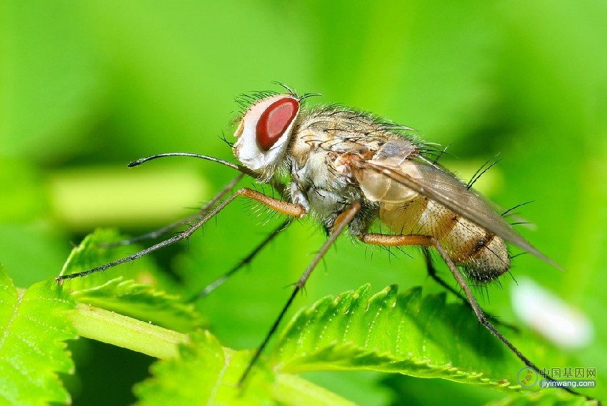 科学家首次通过基因工程培育出孤雌生殖果蝇