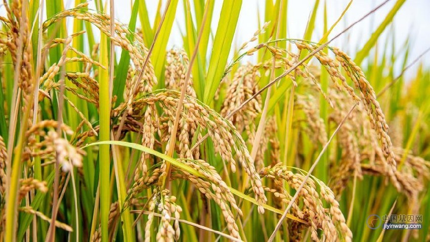 我国科研人员基于水稻基因库测序数据证实水稻是多次起源的产物