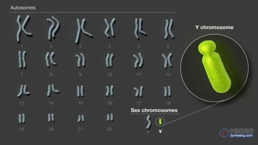 人类基因组最后的空白“Y染色体序列”，补上了！