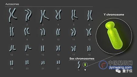 人类首个Y染色体完整序列问世，补齐最后一块基因拼图