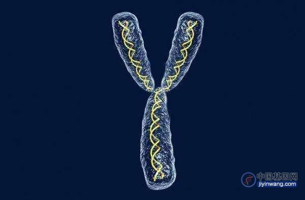 首个Y染色体完整基因测序结果问世！填补人类基因组最后的空白