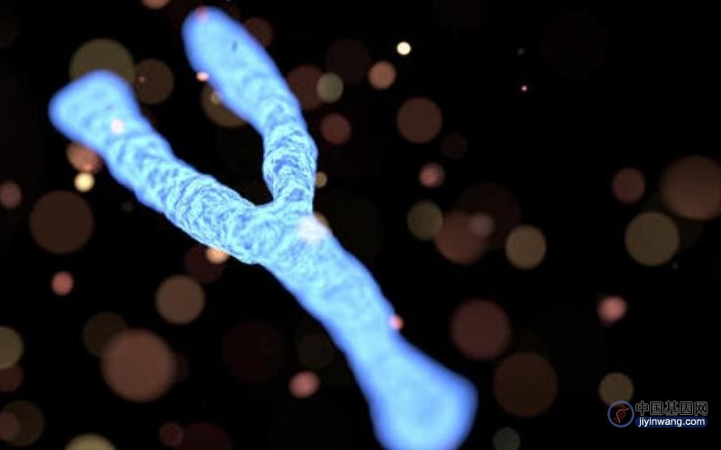 最后一块基因“拼图”Y染色体补齐，揭开哪些生命谜团？