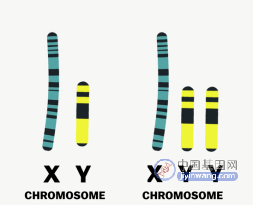 多了一条Y染色体，就是犯罪基因吗？XYY超雄基因引发争议！