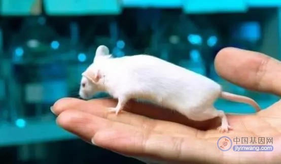 为什么实验室用小白鼠做科研？与人类基因高度相似？