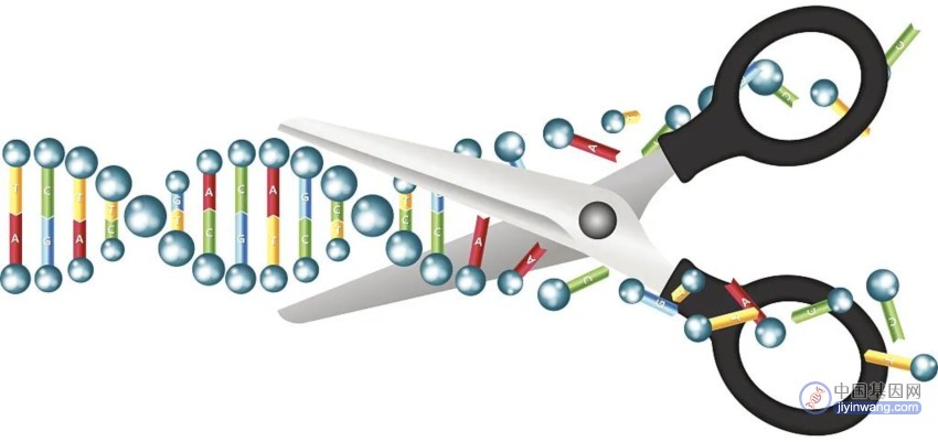 日本科学家开发出更安全高效的基因编辑技术NICER！