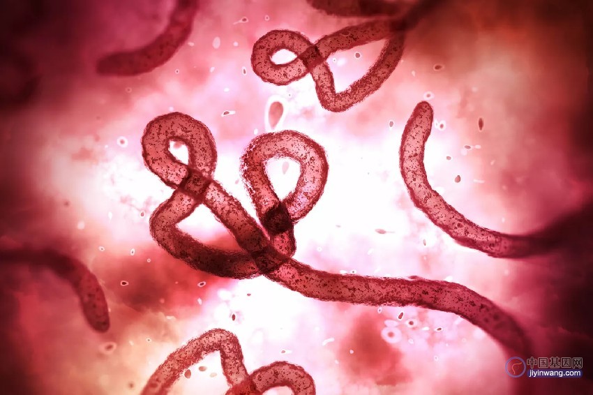 研究破解埃博拉病毒基因组从头起始复制的分子机制