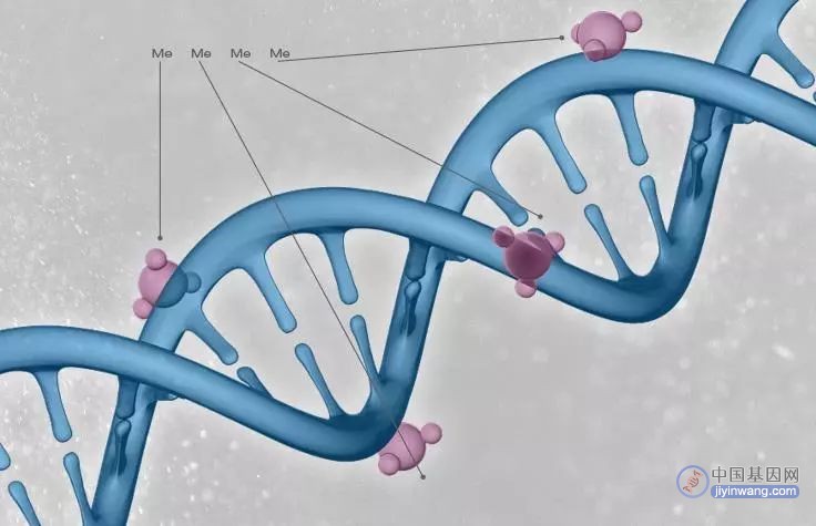 基因的“沉默突变”或对人体有害？能否成为攻克癌症的新方向？