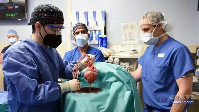美国医师完成全球第二例转基因猪心脏移植手术，患者术后恢复较好