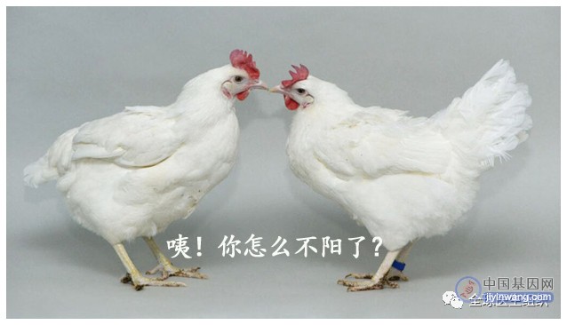 用基因编辑改变鸡蛋基因，有望控制甚至消除禽流感