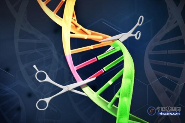 诺奖照进现实 英国成为全球首个批准CRISPR基因编辑疗法的国家