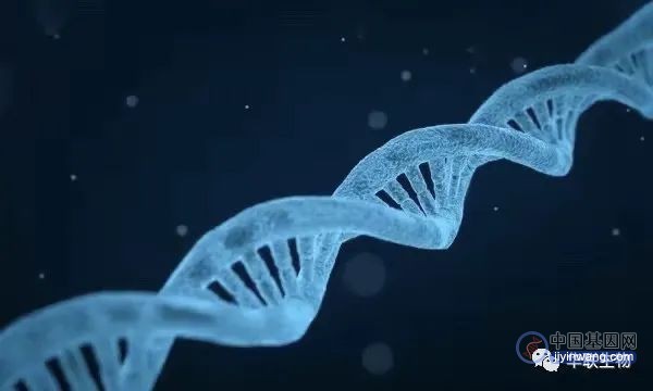 基因科普：染色体变异与基因突变是一回事吗？