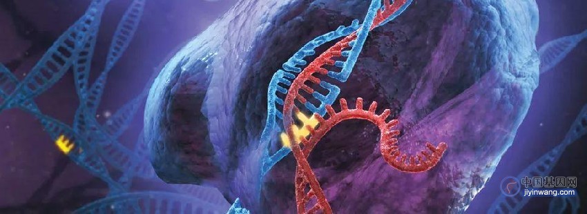 CRISPR体内基因编辑进展：国内人体基因数据出炉