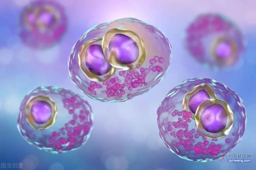 Mol Cell：基因组不稳定性促使较大的细胞衰老
