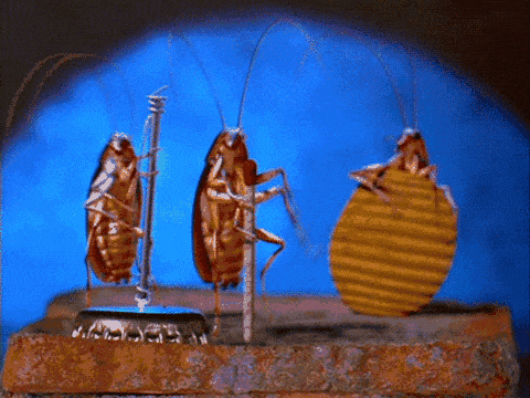 新突破！日本人成功改写了蟑螂基因，以后蟑螂能从良了？