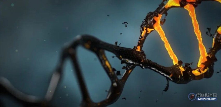 Nature重磅：揭开人类基因组中这种古老遗传元件的入侵、移动和致病机制
