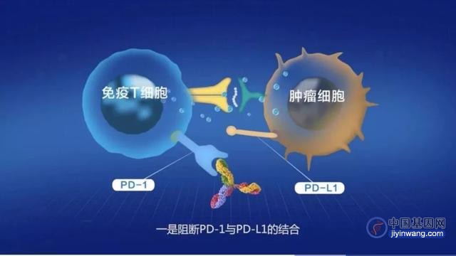 PD-1免疫治疗效果冰火两重天，可能是这些基因发生突变了！