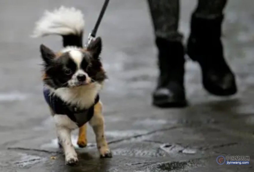 意大利拟用DNA技术对街上狗粪进行基因测试 管理街上宠物狗粪便问题