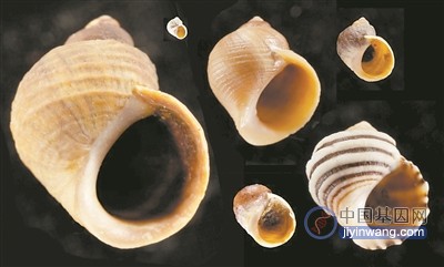 从卵生到胎生用了10万年 解开海洋蜗牛繁殖进化的基因之谜