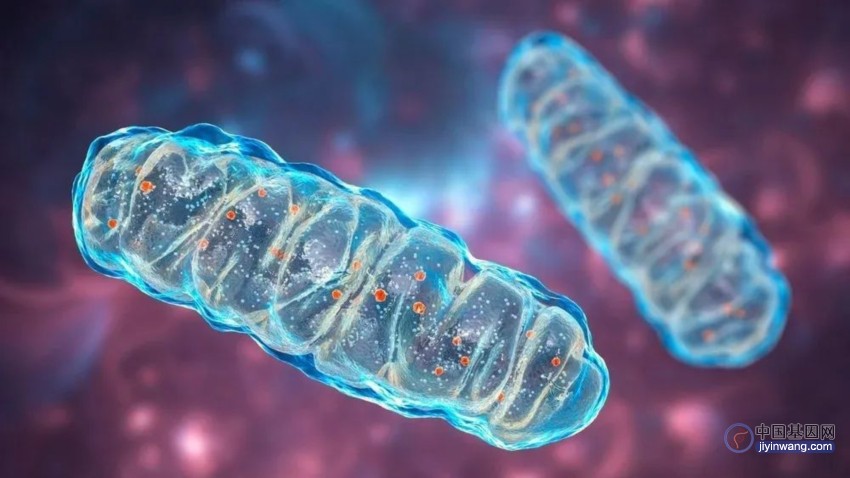 Nature子刊：仅删除这个基因就能只吃不胖，助力新型减肥疗法的开发