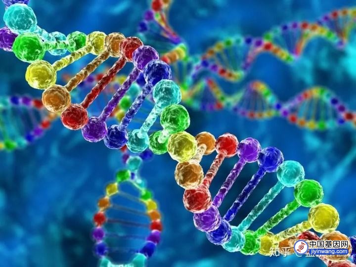 一文读懂什么是「基因异常」 「基因变异」 「基因多态性」