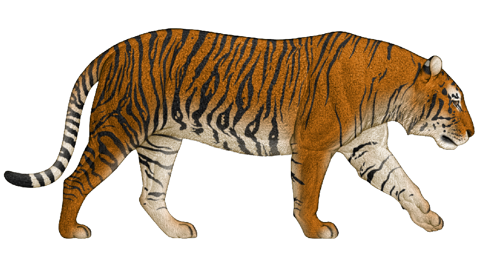 我国研究团队破解世界首例古代老虎基因之谜