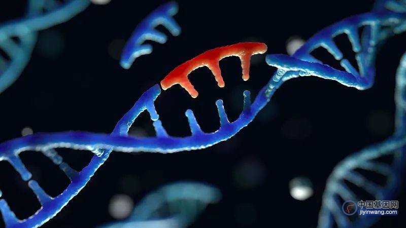 高龄父亲会给后代带来更多基因突变！Nature子刊最新研究揭示背后原因