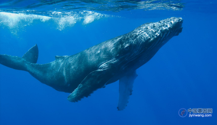 鲸鱼体型为何变得巨大？国际最新研究发现4个基因凸显作用