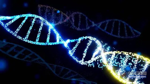 何为人体基因的遗传学，那么基因又是如何表达出来的？