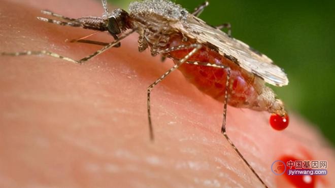 多国释放转基因蚊子，究竟是为什么？真的能起到效果吗？