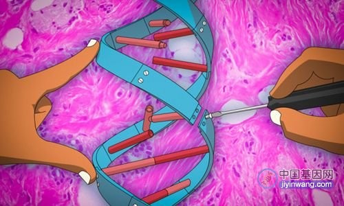 最新研究发现细胞衰老可能与基因表达错误率上升有关