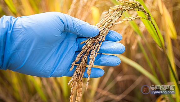 华中农大建成全球首个水稻基因索引数据库，向全球开放