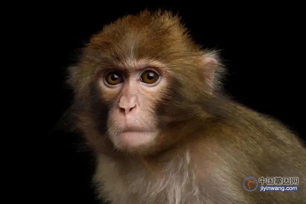新型基因疗法逆转猴子视力衰退，让眼睛重返年轻状态