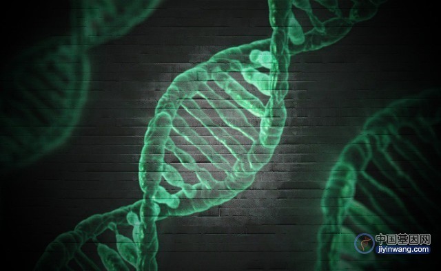 Science：人类基因组缺失的大约1万个DNA片段可能是使我们成为人类的原因