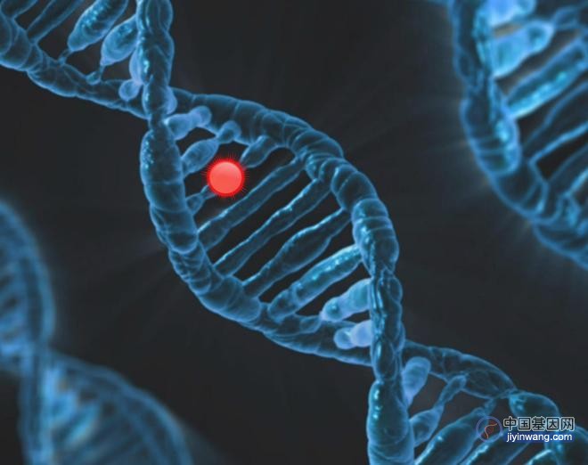 如何“打造”完美DNA？生物体DNA修复机制的意义？