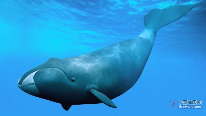 国外基因研究显示：超强DNA修复让弓头鲸远离癌症