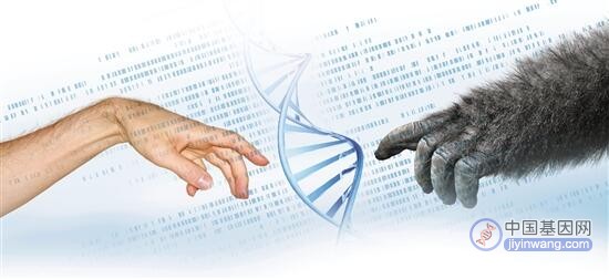 全球规模最大的“灵长类基因组计划”取得重要进展！你我，何以为“人”？