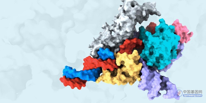 Fanzor 蛋白（灰色、黄色、浅蓝色和粉色）与引导RNA（紫色）复合物及其靶标DNA（红色和蓝色）的冷冻电镜结构图。引导RNA用于指导Fanzor 蛋白对靶标DNA的基因编辑，其中红色为DNA双链中的目标链，蓝色为非目标链。图片来源：张锋实验室