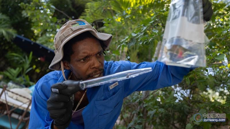 美国20年来首现5例本土疟疾，转基因技术“灭蚊计划”失败了吗？