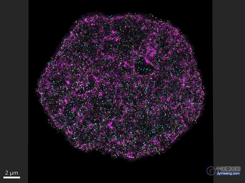 使用ChromExM的细胞核3D可视化，显示转录因子Nanog（青色）、组蛋白H3（黄色）和DNA（洋红色）。