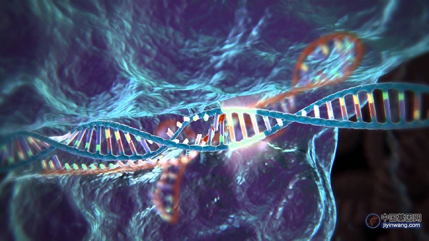 Nature：薛愿超团队揭示基因组重复序列Alu调控转录新机制