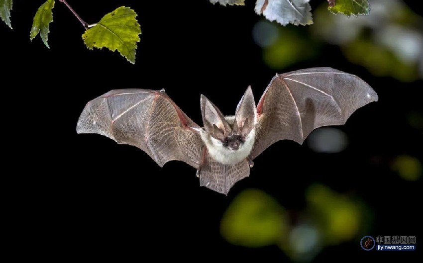 蝙蝠“超能力”大揭秘！从基因视角探索蝙蝠飞行与免疫奥秘