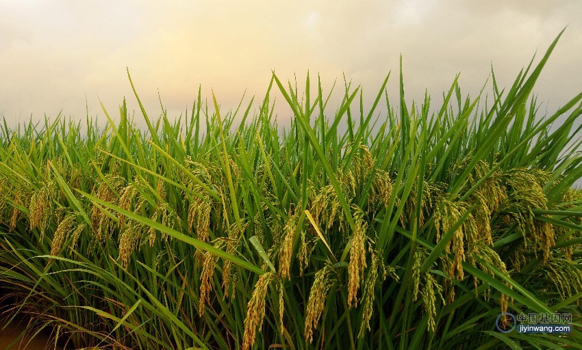中国科学家克隆首个水稻显性雄性核不育基因