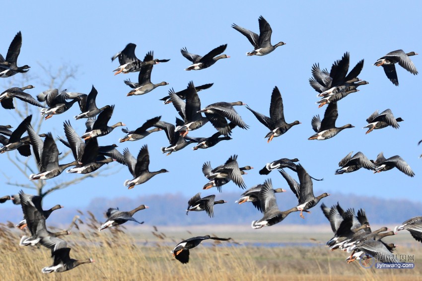 重新审视控制鸟类迁徙时钟基因的研究：我们知道了什么？