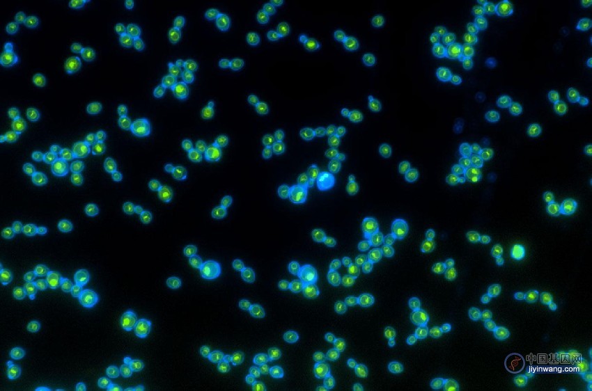 蓝色细胞壁内的绿色视紫红质蛋白有助于这些酵母在光照下生长得更快