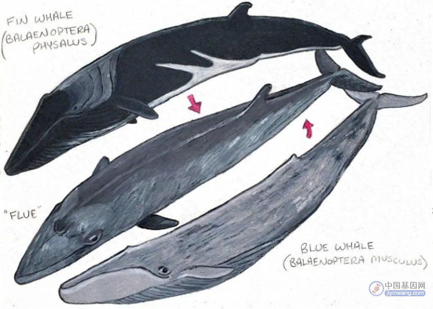 蓝鲸体内居然发现3.5%长须鲸基因？同伴太少，蓝鲸无奈跨种繁殖